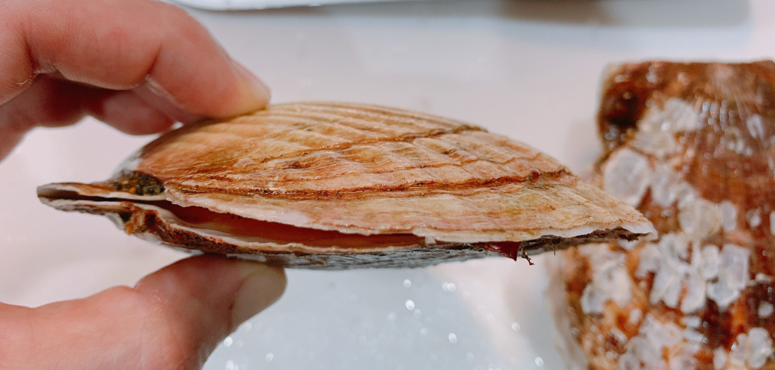 殻付きホタテ貝の捌き方｜くぅのおうち居酒屋