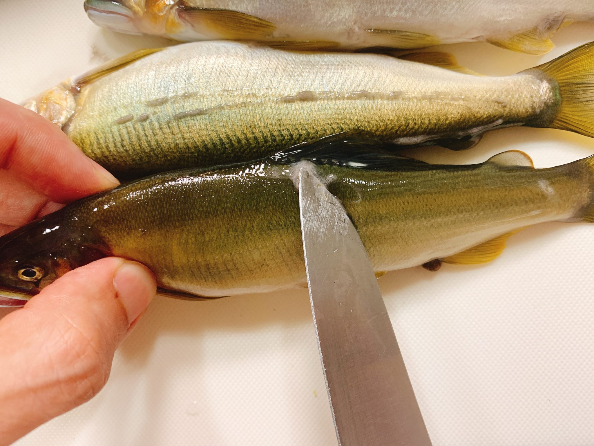 グリルで本格的！鮎の塩焼きの作り方♪【下処理のポイント】｜くぅのおうち居酒屋