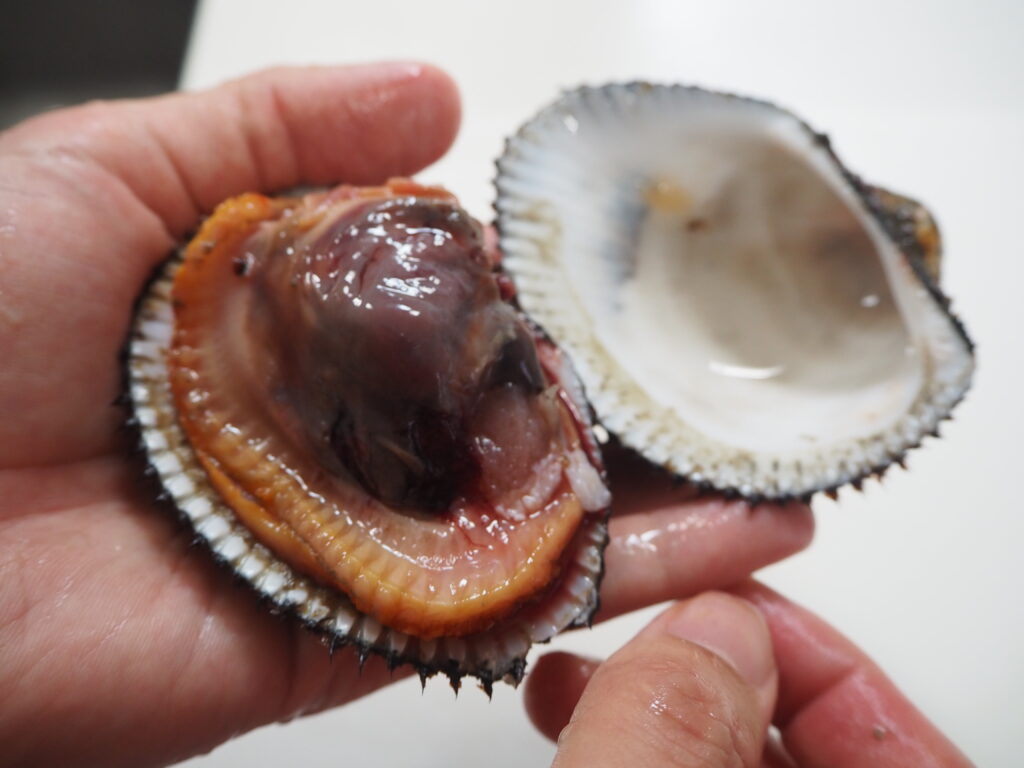 赤貝の簡単な捌き方とお刺身の作り方 くぅのおうち居酒屋